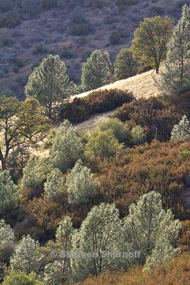 foothills with gray pines graphic